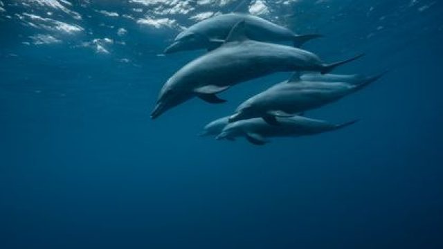 Dolphins Exhibit Memory to Evade Aggressive Mates During Breeding Season