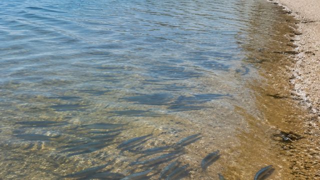 Summer Arrives as Fish Return to Middle Cove Beach | wheel of fortune ultra wheels, mimpi ikan mas 4