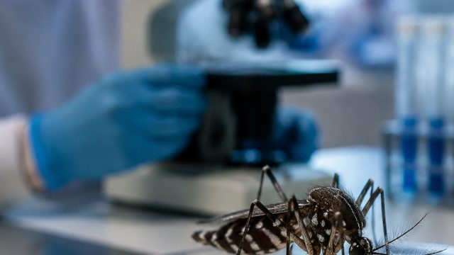 Health Alerts: West Nile Virus Identified in Williamson County Mosquitoes