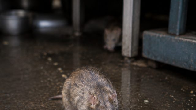 Health Scare: Rats Discovered at Popular Hyderabad Restaurant